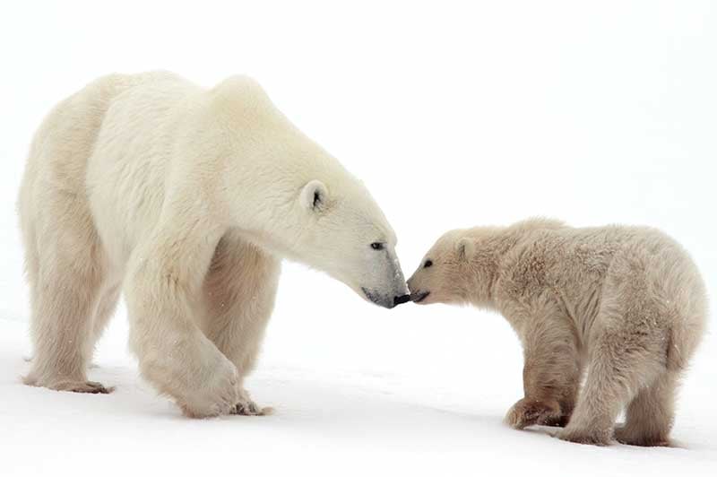 Greenpeace Arctic Polar Bears