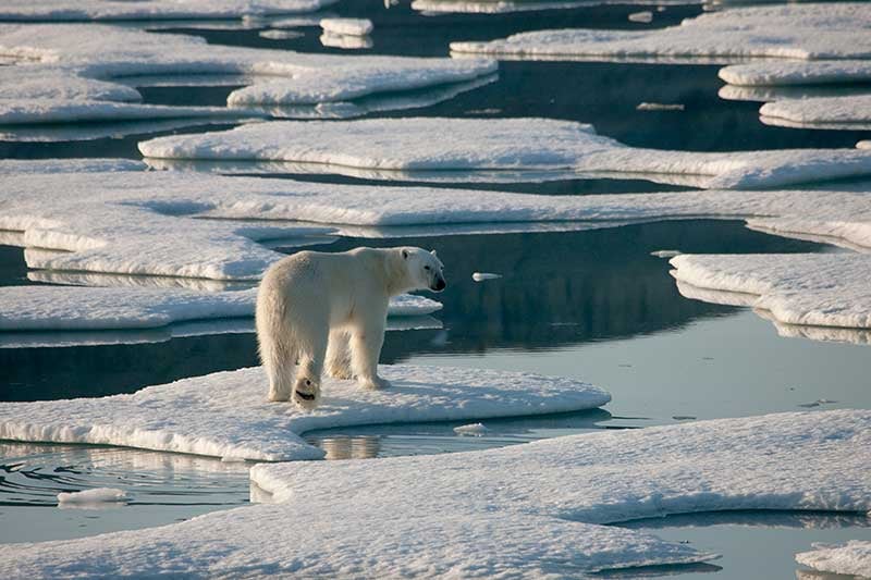 Polar-bears-are-keystone-species2