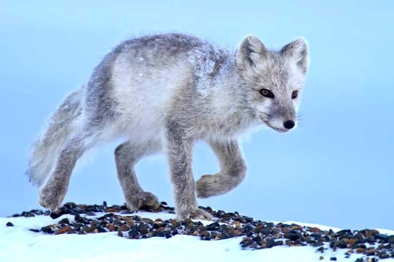 Population-of-scavenger-species-may-be-impacted