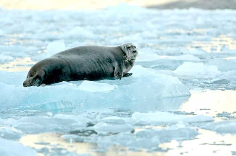 Seal-population-may-become-unsustainable-