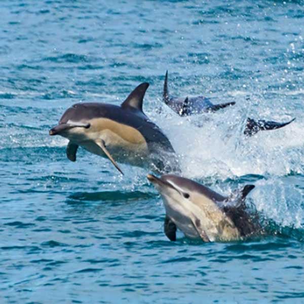 Climate-Change-Action-Oceans