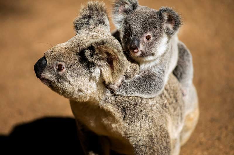 Greenpeace-Koalas-Investigate