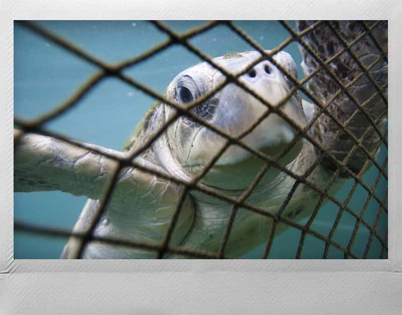 Greenpeace-Boat-Polaroid-turtle