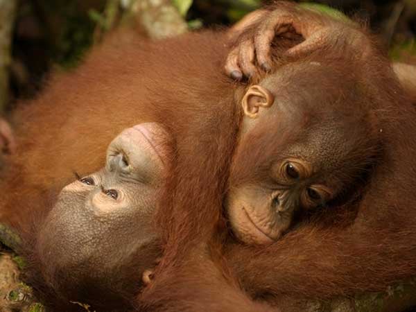 Greenpeace-Palm-Oil-Deforestation-Investigate