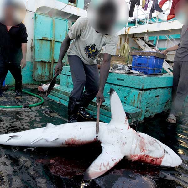 Global Oceans Treaty Greenpeace