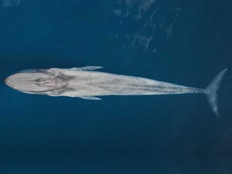 Pygmy blue whale