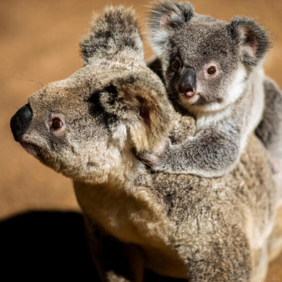 Donate to save the koalas