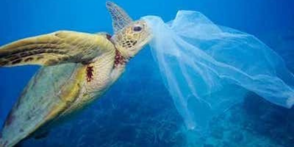 Ended single use plastic bags