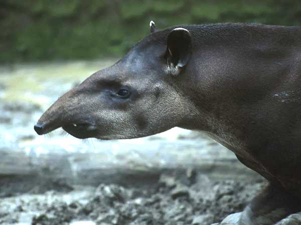 Greenpeace-Amazon-Deforestation-Amazonian-Tapir