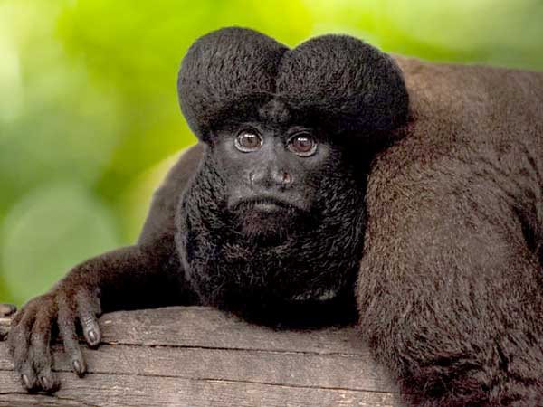 Greenpeace-Amazon-Deforestation-Black-Bearded-Saki