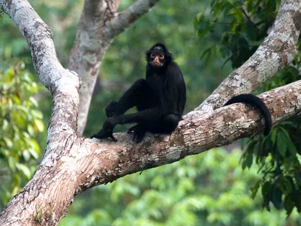 Greenpeace-Amazon-Deforestation-Black-Spider-Monkey