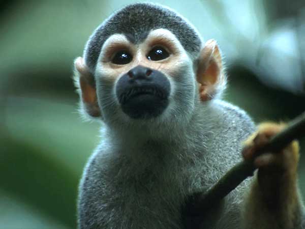 Greenpeace-Amazon-Deforestation-Black-Squirrel-Monkey