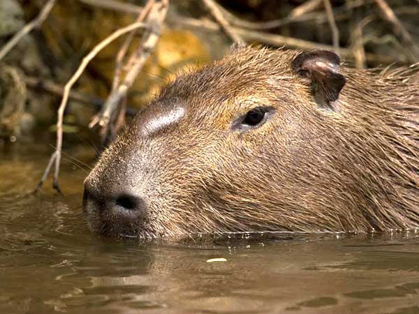 Greenpeace-Amazon-Deforestation-Capybara