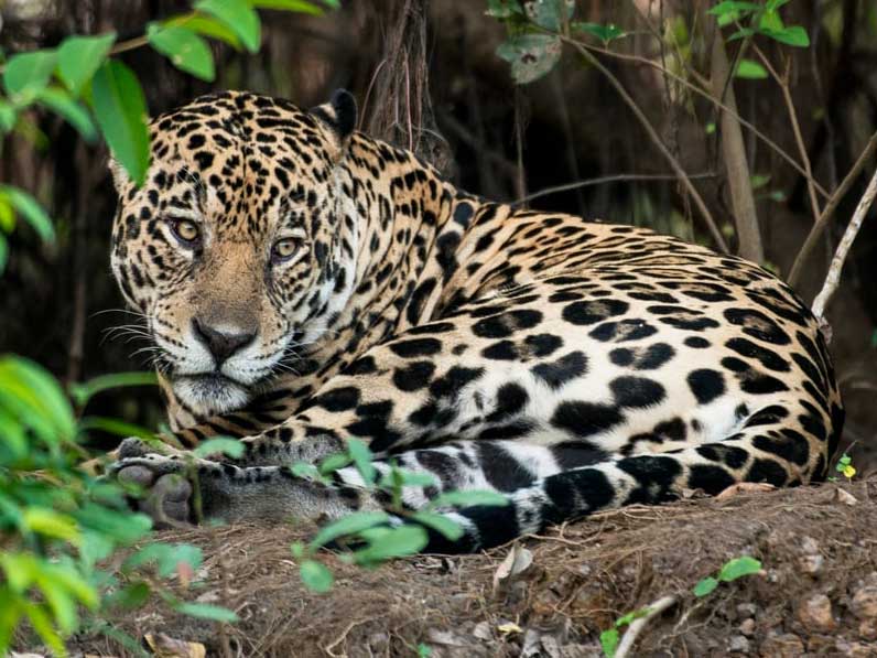 Greenpeace-Amazon-Deforestation-Jaguar