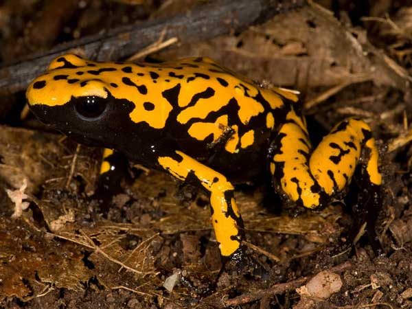 Greenpeace-Amazon-Deforestation-Poison-Dart-Frog