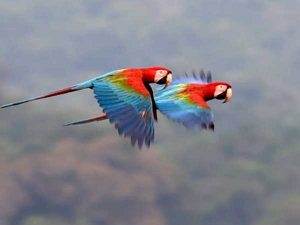 Greenpeace-Amazon-Deforestation-Scarlet-Macaw