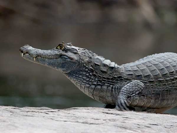 Greenpeace-Amazon-Deforestation-Spectacled-Caiman