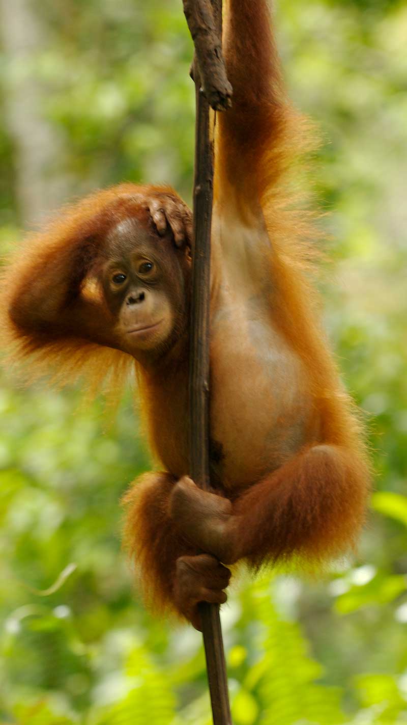 Greenpeace-orangutans-rainforest-destruction