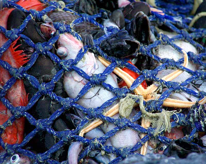 Bottom trawling fishing catch in net