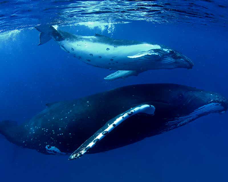 Humpback whales, enjoy the warm waters of the Pacific ocean.