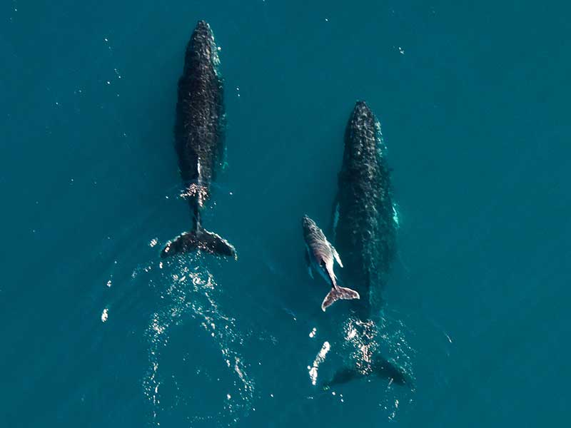 Greenpeace Woodside Whales