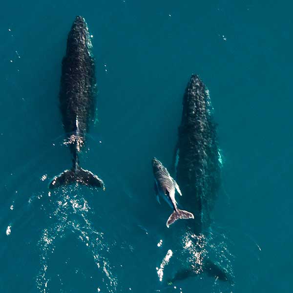 Whales swimming in the ocean