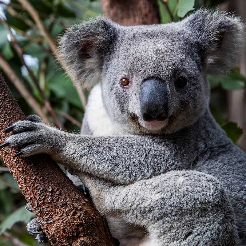 Koalas protected by habitat destruction