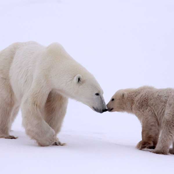 Greenpeace-Donate-Save-Endangered-Species-1