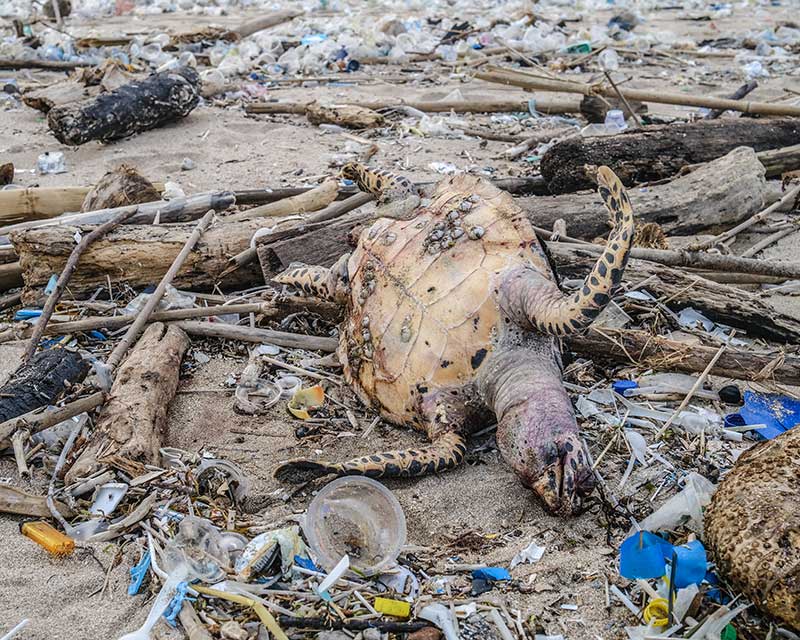 Dead turtle amongst plastic rubbish