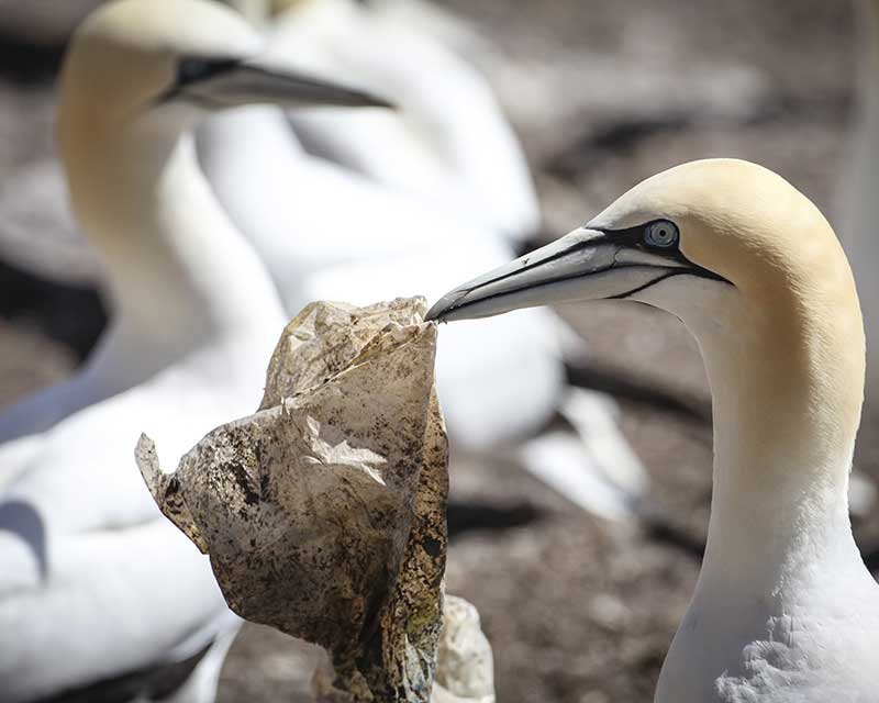 Seabird eating plastic