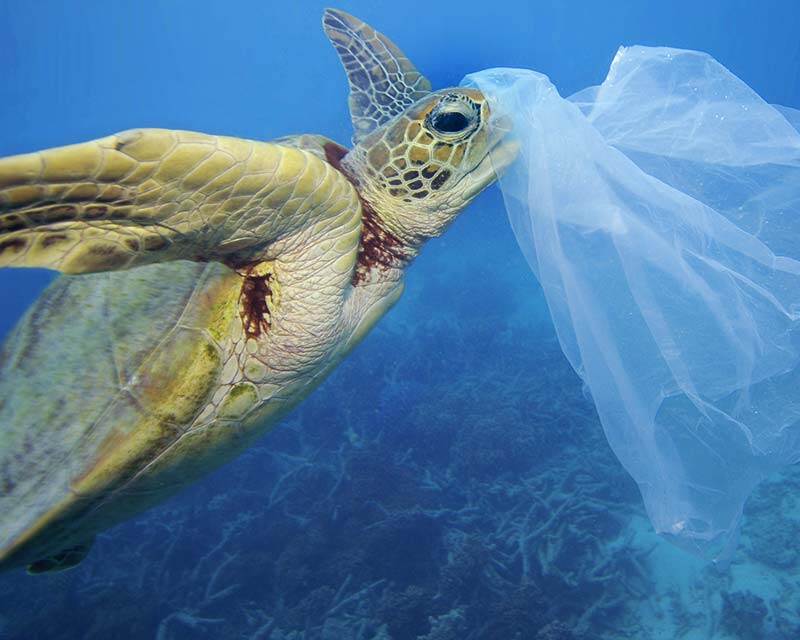 Turtle eating ocean plastic pollution 