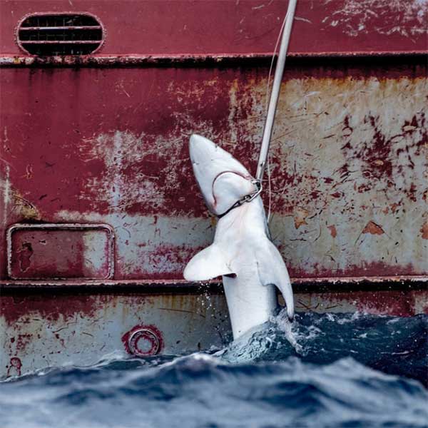 Shark caught by unsustainable fishing practises