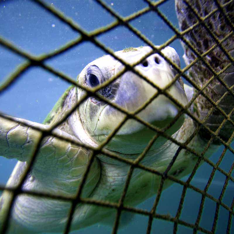 Greenpeace Turtle Net -c Paul Hilton