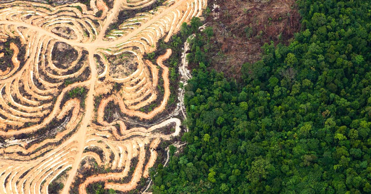 Greenpeace-Campaigns-Amazon-Rainforest