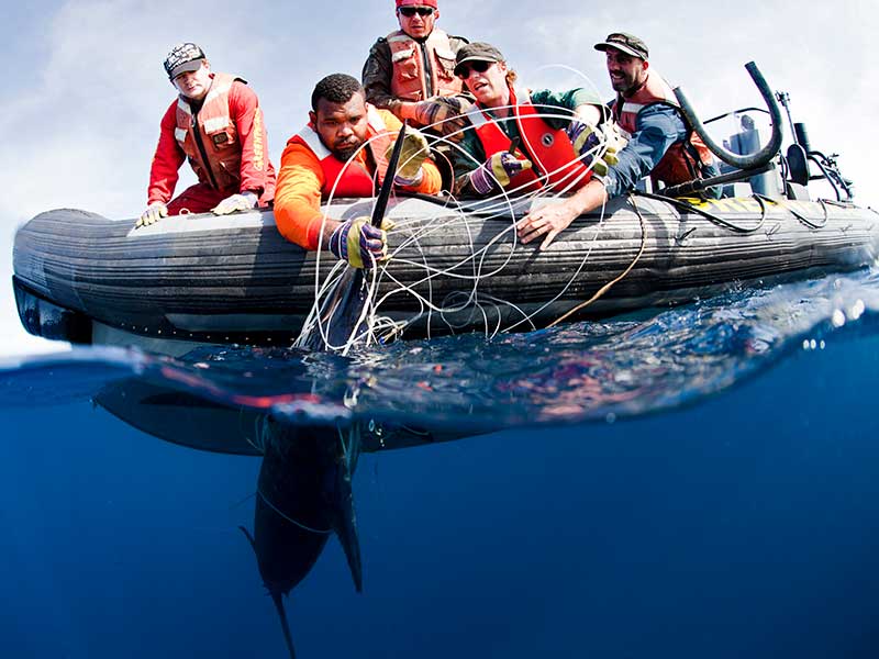 Longline fishing in the Tasman Sea