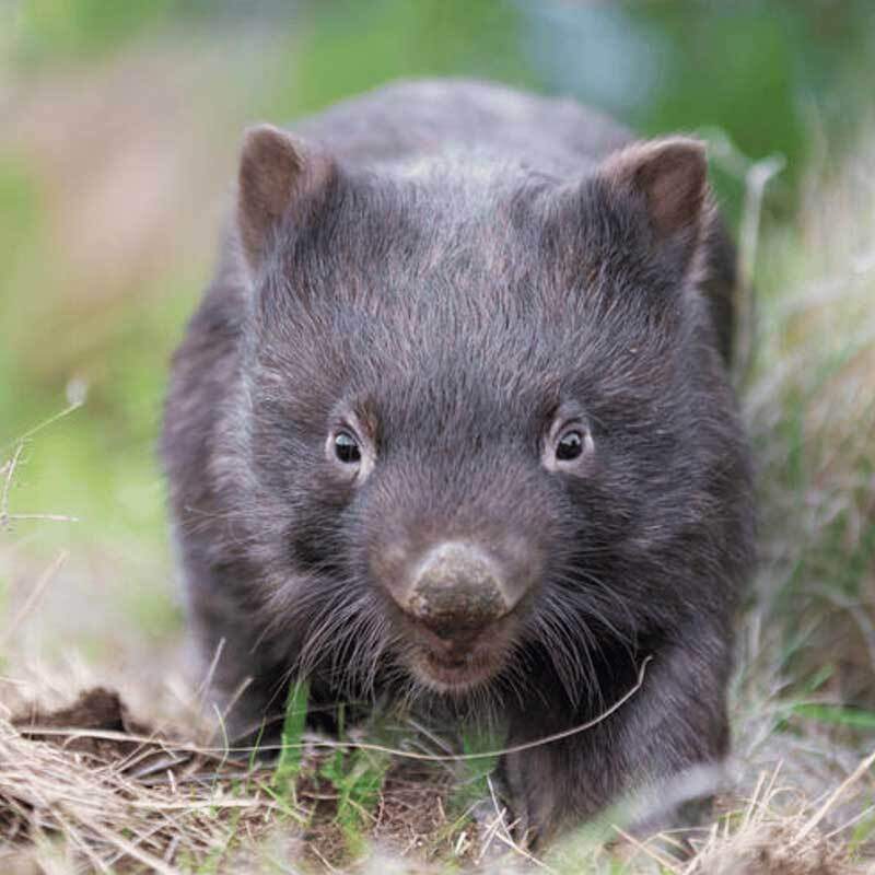 Wombat in the grass